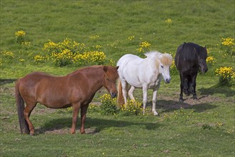 Three Icelandic horses