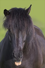 Close-up portrait of Bay Icelandic horse