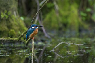 Common kingfisher