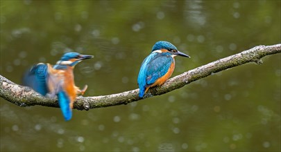 Two common kingfisher