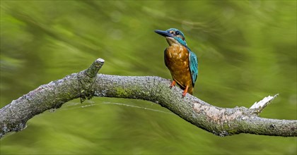 Common kingfisher