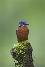 Common kingfisher