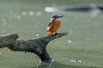 Common kingfisher