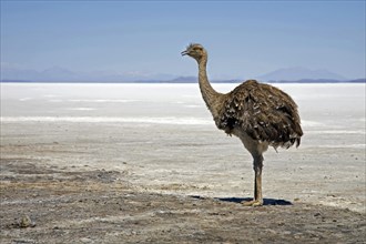 Lonely Greater Rhea