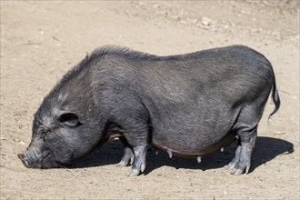Female Vietnamese Pot-bellied pig