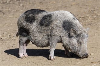 Young Vietnamese Pot-bellied pig