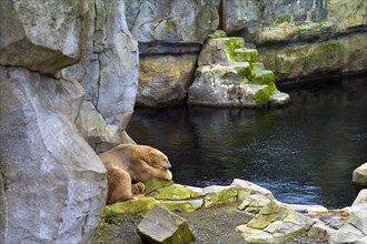 Resting polar bear