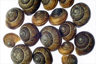 Accumulation of empty snail shells