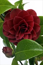Camellia flower and japanese camellia