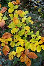 Autumn beech leaves in the forest near Kempten