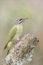 Grey-headed woodpecker