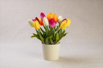 Tulips in a pot