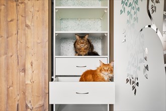 Two cats exploring shelves in a wardrobe
