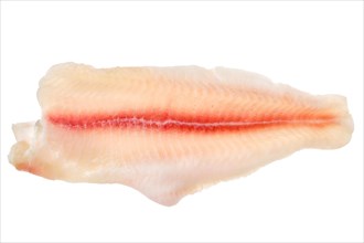 Top view of fresh raw fillet of pangasius isolated on white background