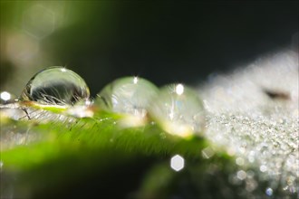 Morning dew in the garden