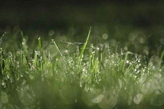 Grasses with glittering morning dew