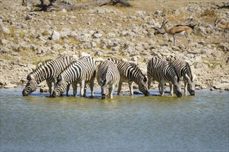 Zebras stand in water to drink. The common zebras