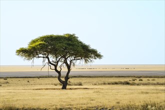 Green Acacia tree Vachellia tortilisstands in front of the Etosha salt pan in the desert. On the salt pan many animals are crossing from the left to the right. Etosha National Park