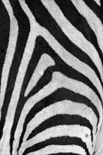 Zebra black and white stripes pattern displays in a vertical texture