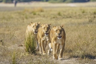3 Lionesses