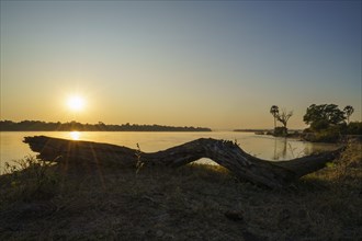African sunrise sky with the sun and rays shining beautifully above the Zambezi River. An old tree log is across the foreground