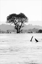 Acacia tree black and white stand in the water of the Zambezi River. Water floods the overall surroundings of the tree. B&W Landscape image with sky. Zambezi River