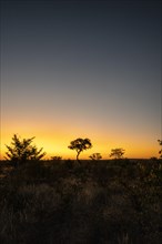 Colorful African sunset with Acacia tree silhouette against the warm sky. Vertical copy-space landscape. Hwange National Park