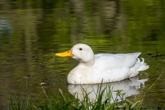 White duck bird