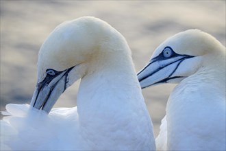 Pair of northern gannet