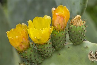 Flowers of the prickly pear