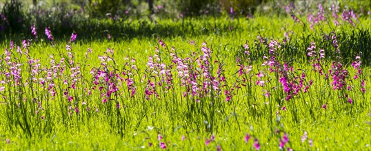 Meadow with wild gladioli