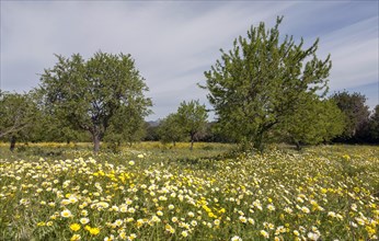 Flowering meadow with crownwort