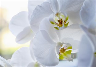 White moth orchid