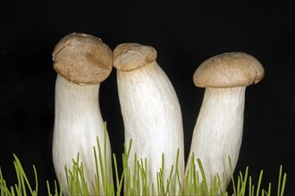 Three brown king trumpet mushrooms