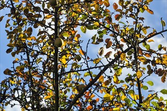 Apple tree with autumn leaves