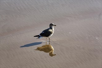 Single juvenile seagull casts shadow and is reflected in the mudflats