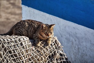 Cat lying on fishing net in harbour sunbathing