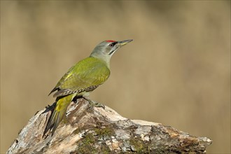 Grey-headed woodpecker