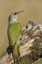 Grey-headed woodpecker