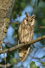 Long-eared owl