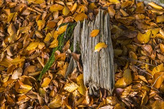 Wooden stump in autumn forest with beech leaves