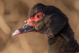 Portrait of a brown Muscovy duck escaped in the wild. Alsace