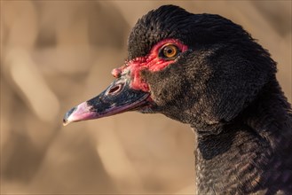 Portrait of a brown Muscovy duck escaped in the wild. Alsace