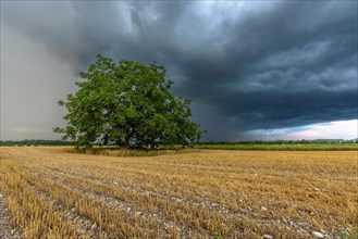 Stormy sky over cultivated plain in summer. Alsace
