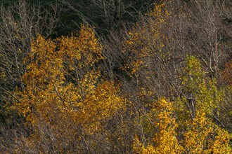 Trees with autumn colours in the mountains. Vosges