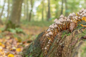 Group of mushrooms in the forest in autumn. Alsace