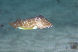 Common cuttlefish