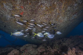 Shoal of eight-striped grunts