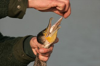 Hunter pulling half-digested fish from the neck of a shot great cormorant