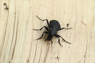Large deathwatch beetle